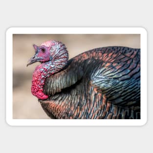 Tom Turkey Profile Sticker